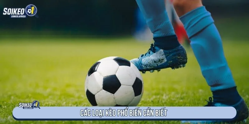 Tổng hợp các loại kèo phổ biến hiện nay